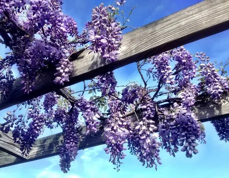 Fiori glicine