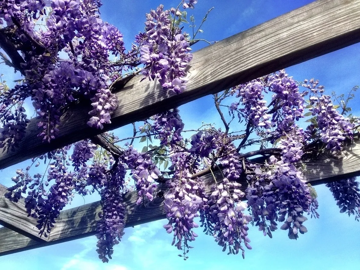 Fiori glicine