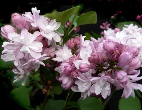 Fiori lillà 