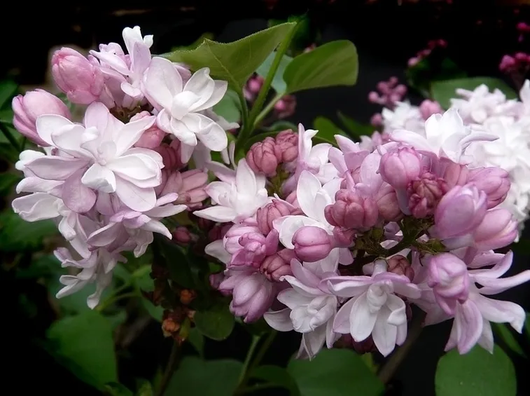 Fiori lillà 