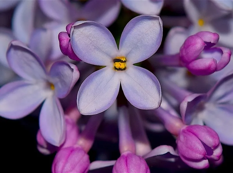 Fiore lillà