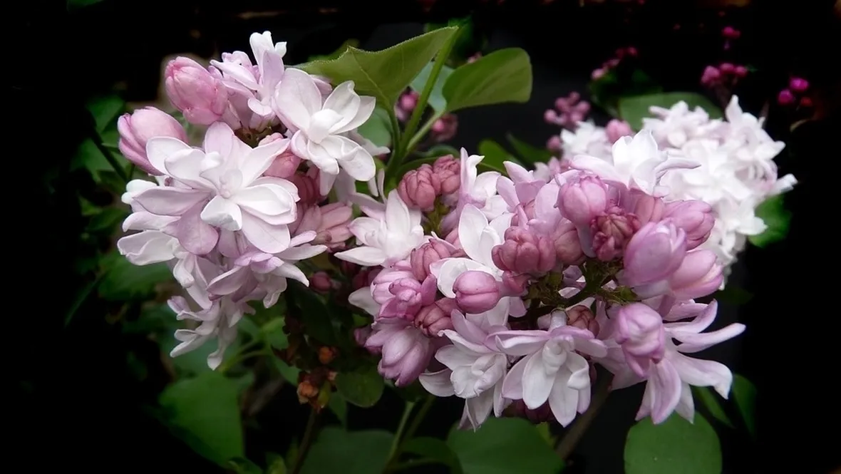 Fiori lillà 
