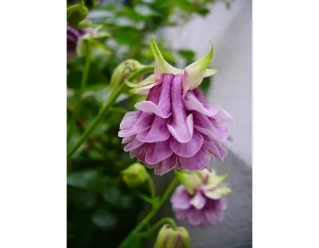 fiori lillà