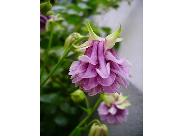 fiori lillà