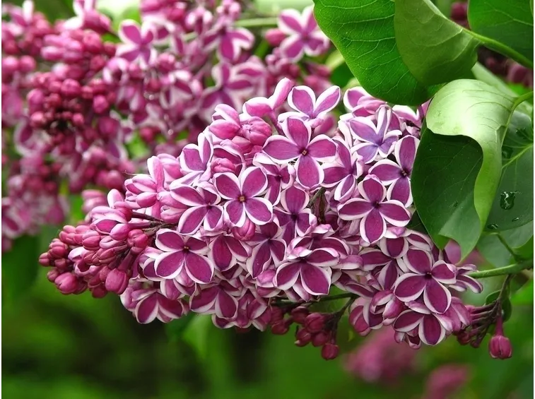 Composizioni floreali con fiori di lillà