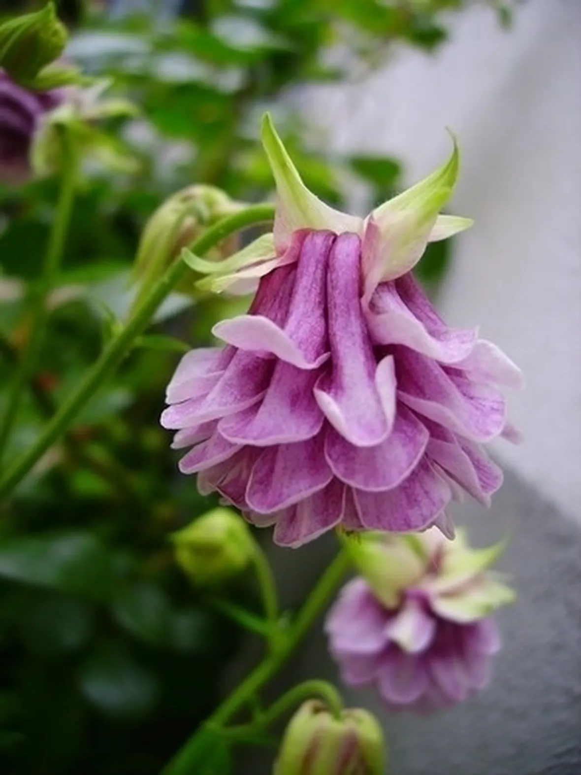 fiori lillà