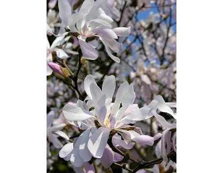 fiori magnolia