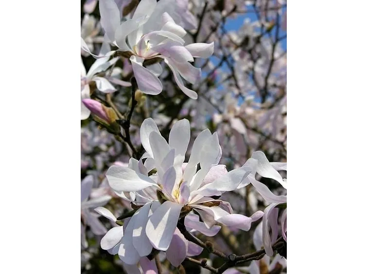 fiori magnolia