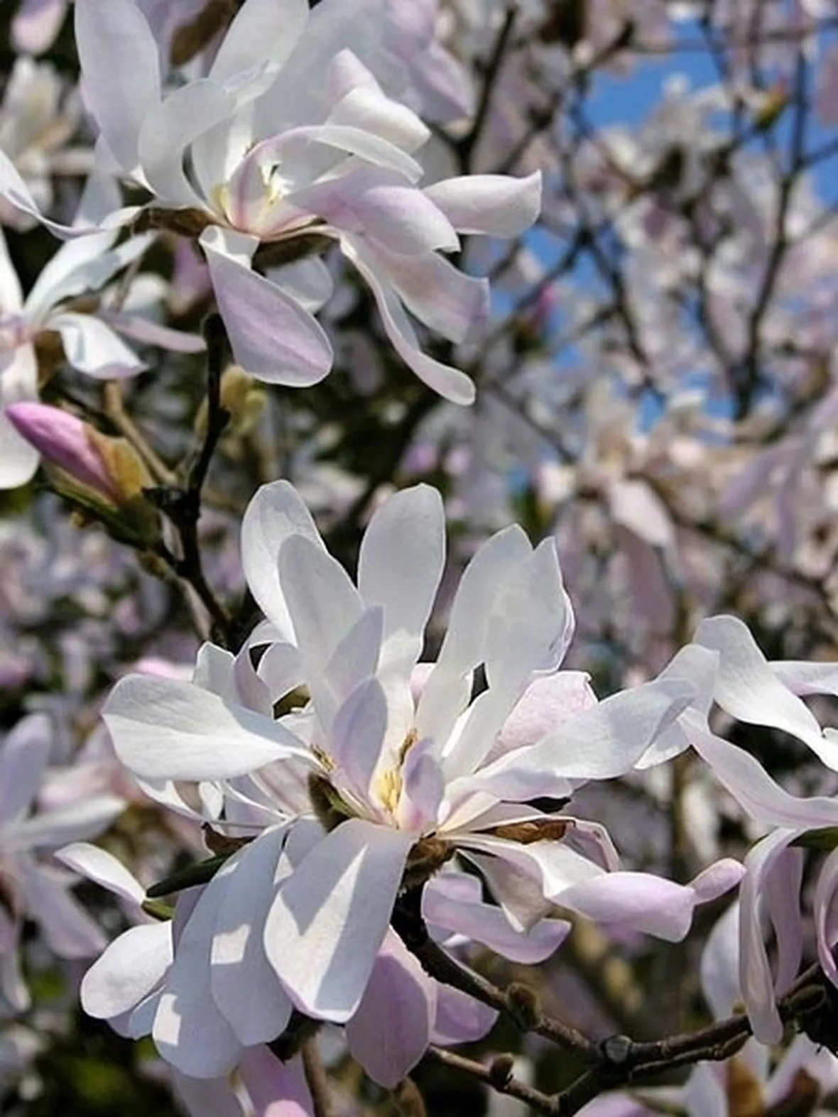 fiori magnolia