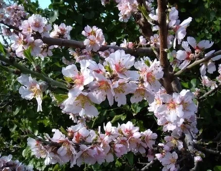 fiori mandorlo