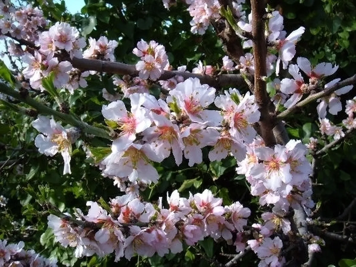 fiori mandorlo