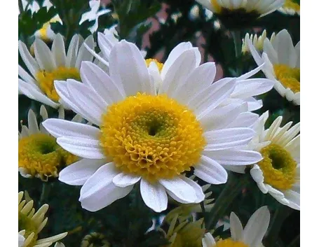 fiori margherita