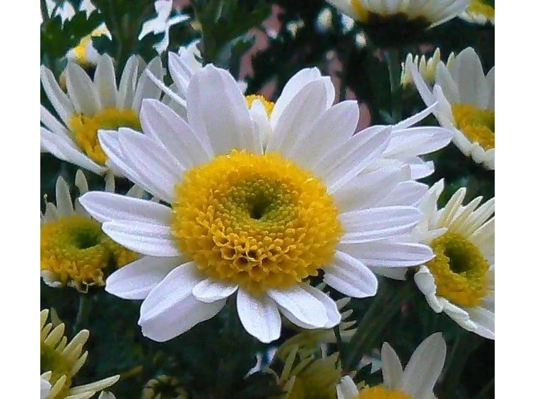 fiori margherita