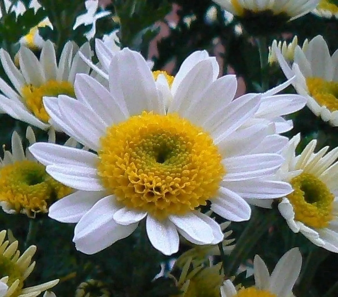 fiori margherita