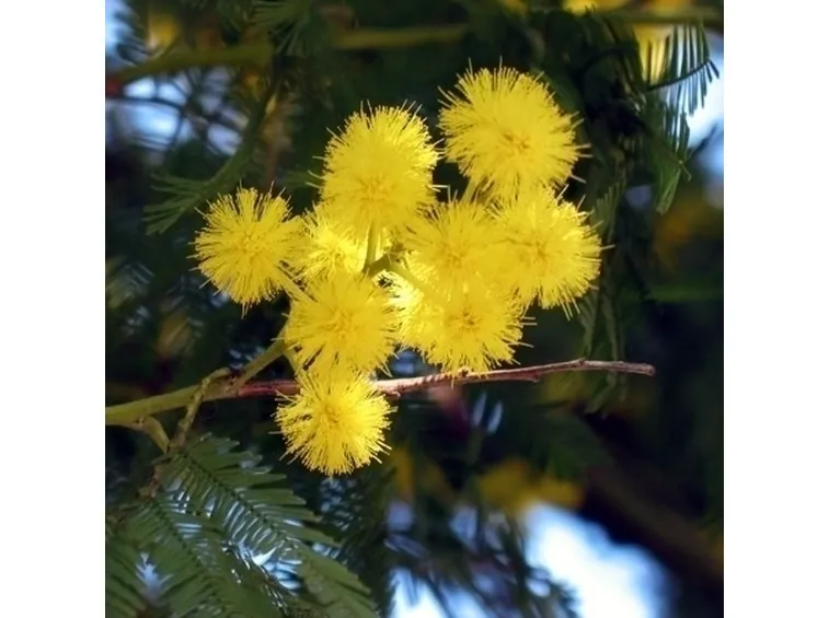 fiori mimosa
