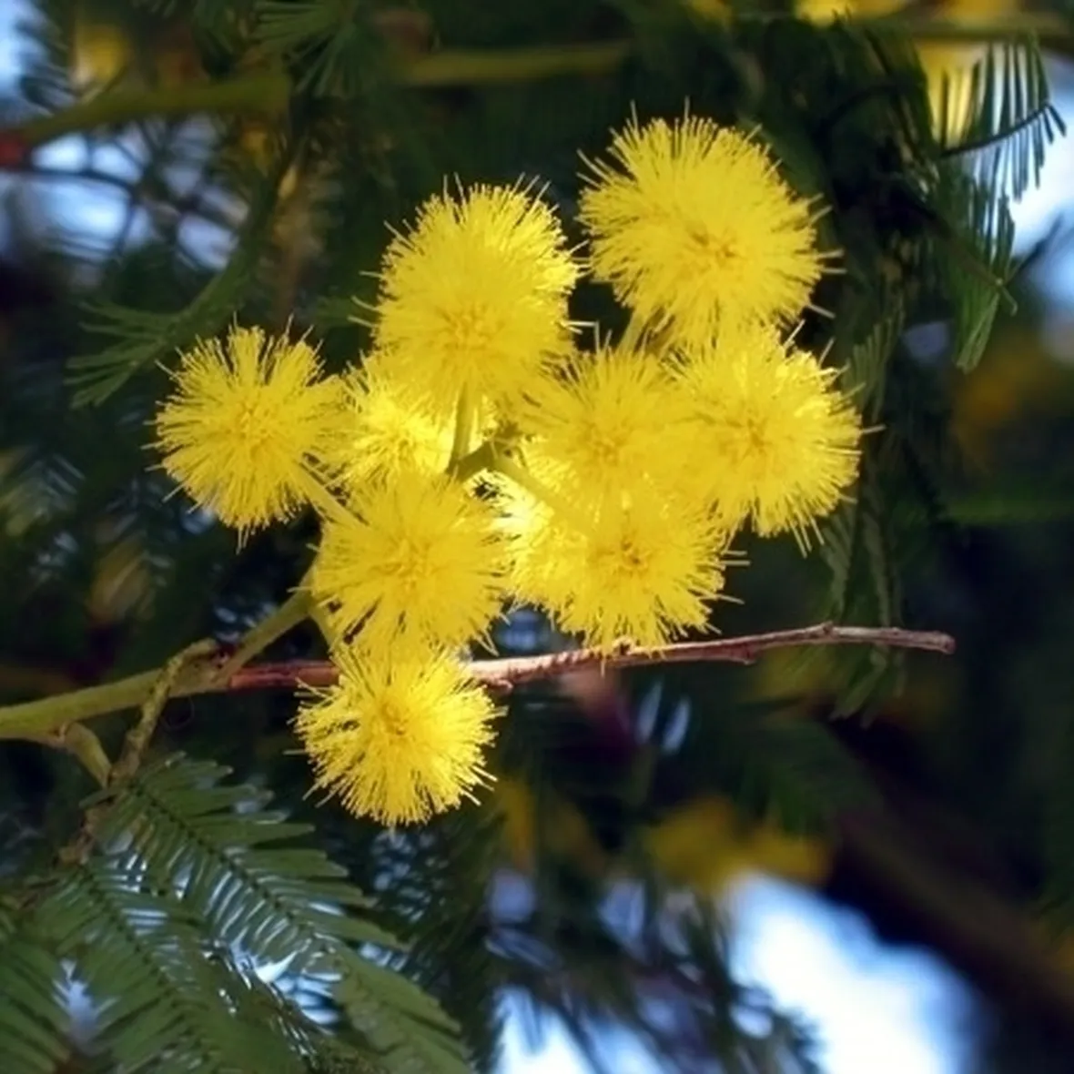 fiori mimosa