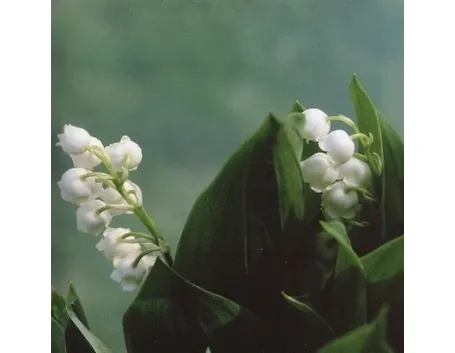 Fiori mughetto origini e caratteristiche