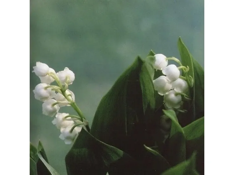 Fiori mughetto origini e caratteristiche