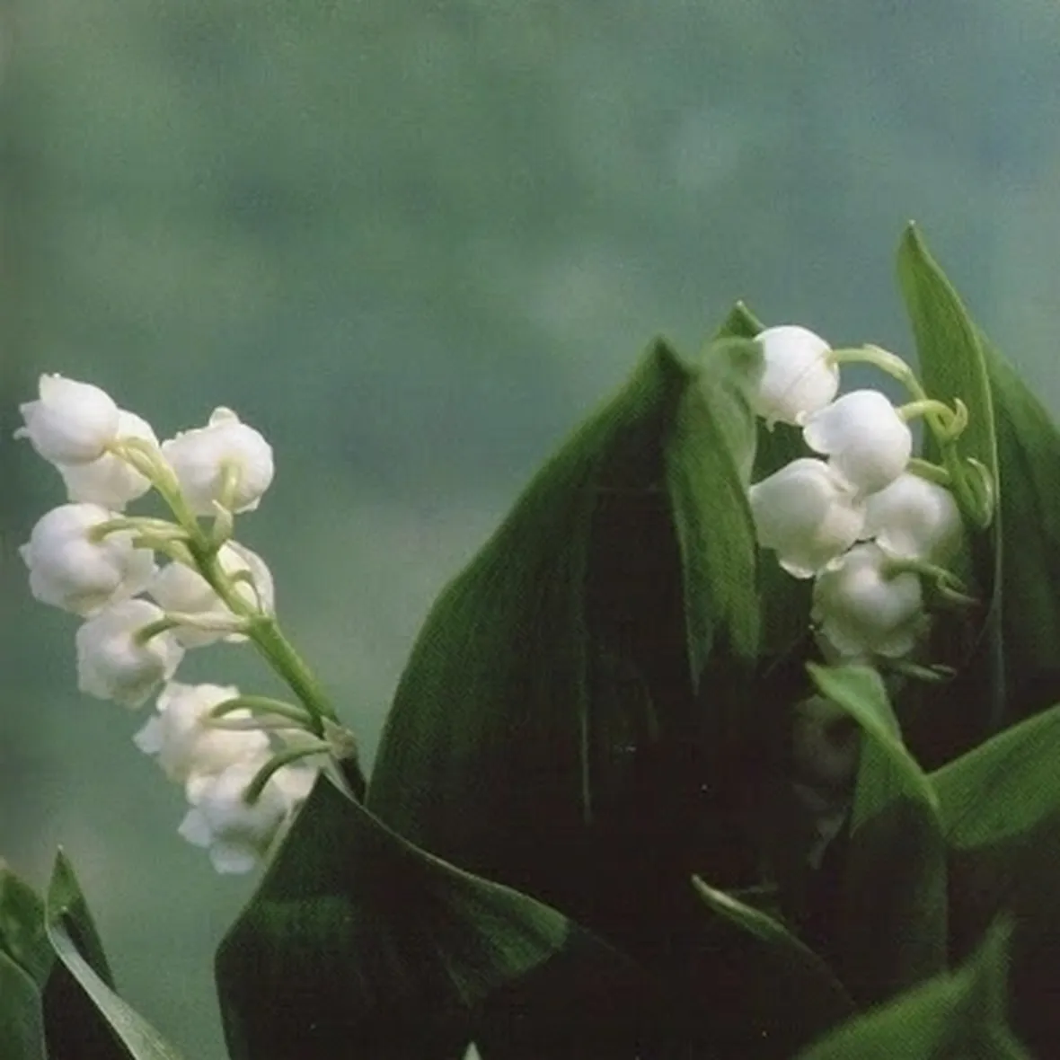 Fiori mughetto origini e caratteristiche
