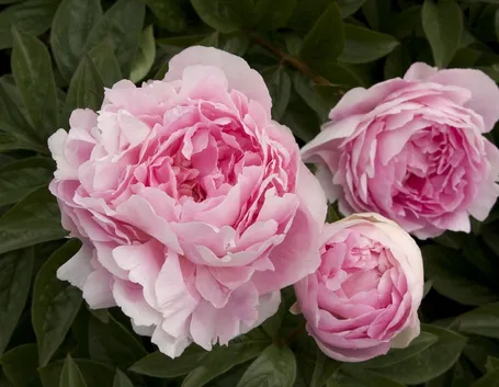 fiori peonia