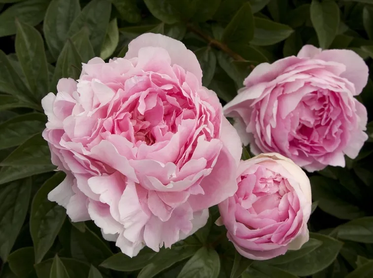 fiori peonia