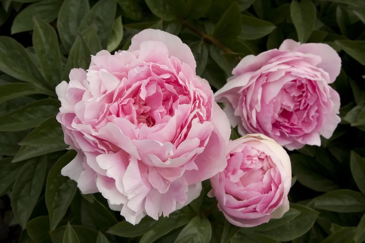 fiori peonia