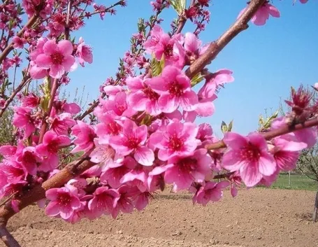 fiori pesco