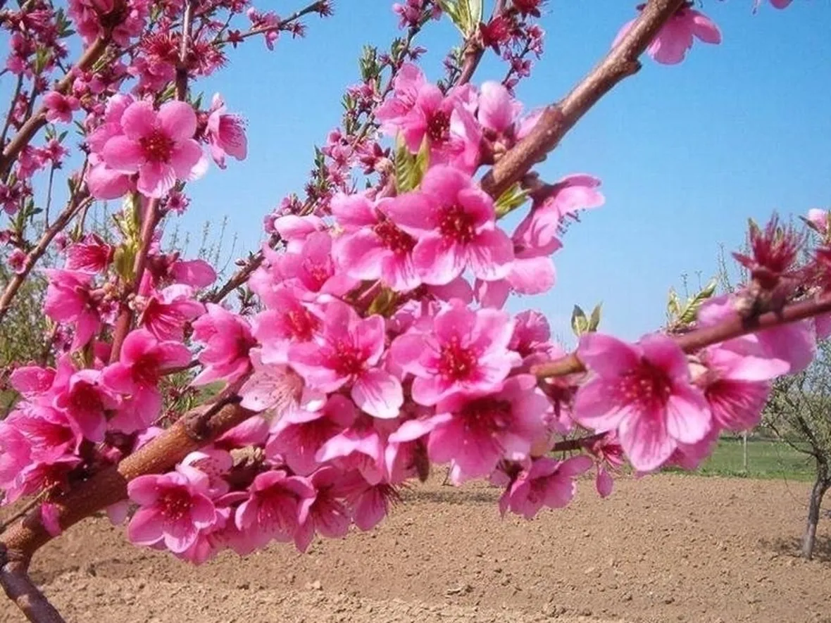 fiori pesco
