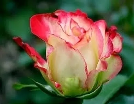 fiori rose