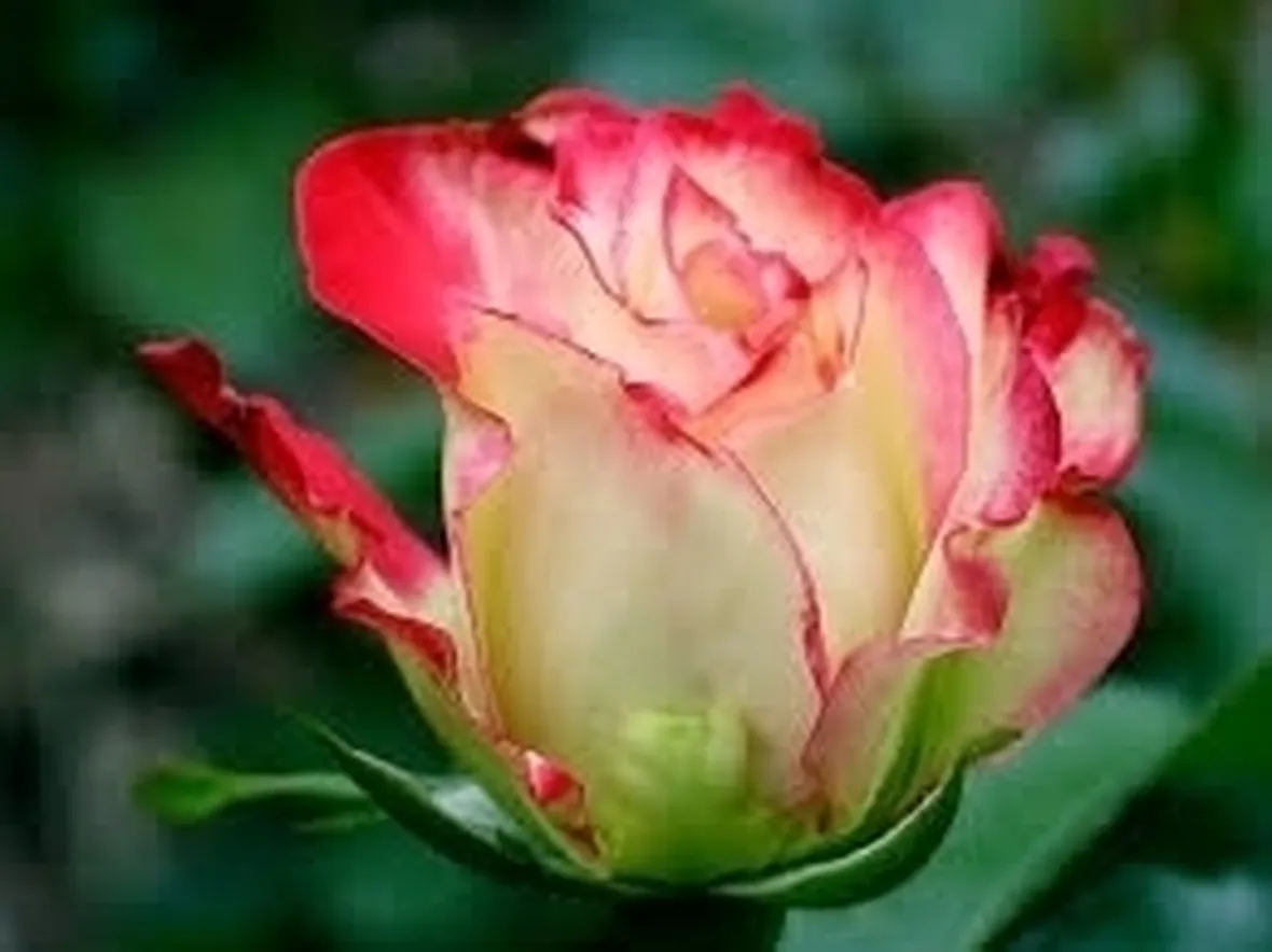 fiori rose