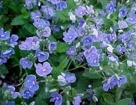 Fiori veronica 