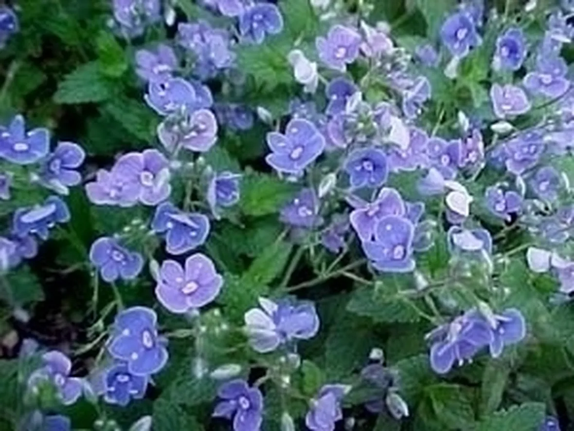 Fiori veronica 