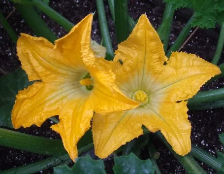 fiori zucchina