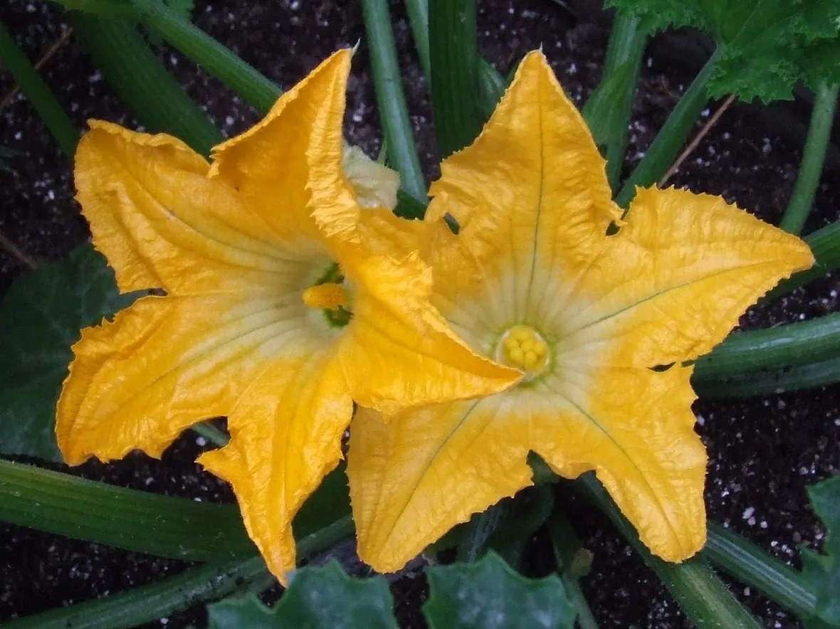 fiori zucchina
