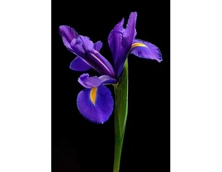 fiorie iris