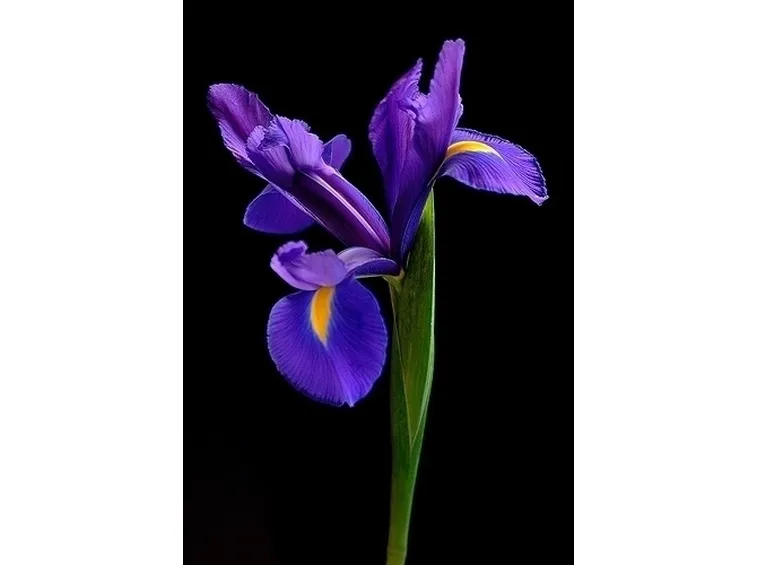 fiorie iris
