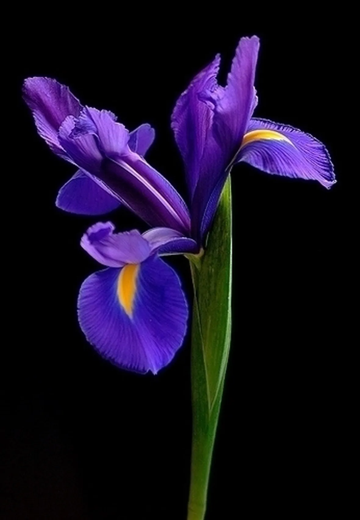 fiorie iris