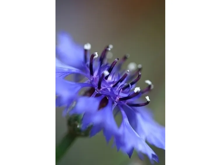 Fitoterapia con il fiordaliso