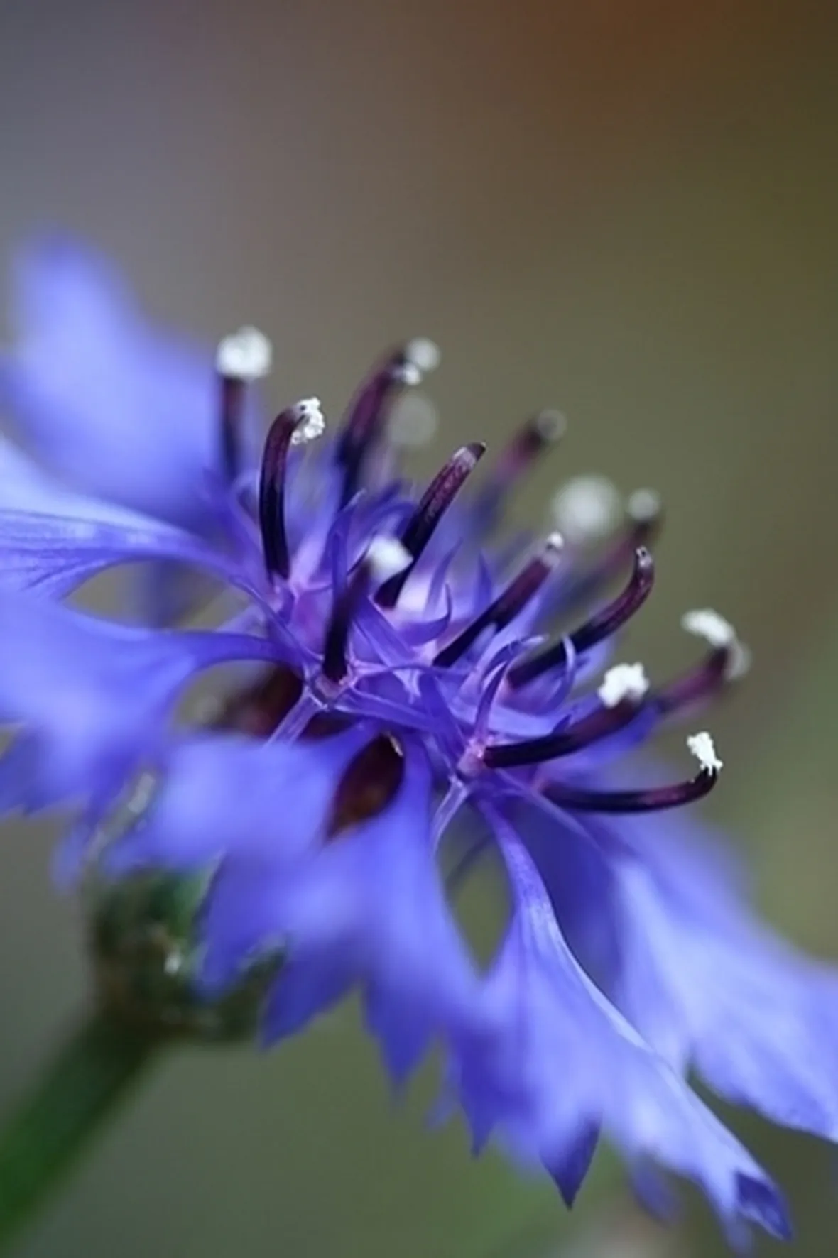 Fitoterapia con il fiordaliso