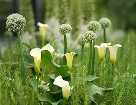 Generalità calla