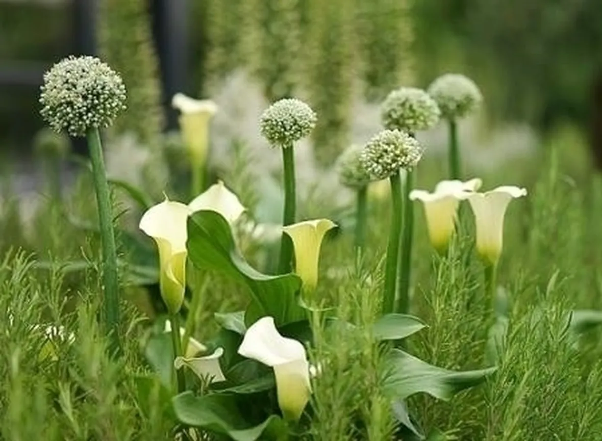 Generalità calla