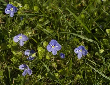Fiori veroniche