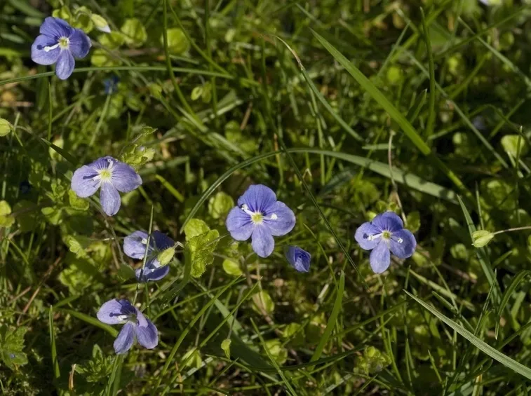 Fiori veroniche