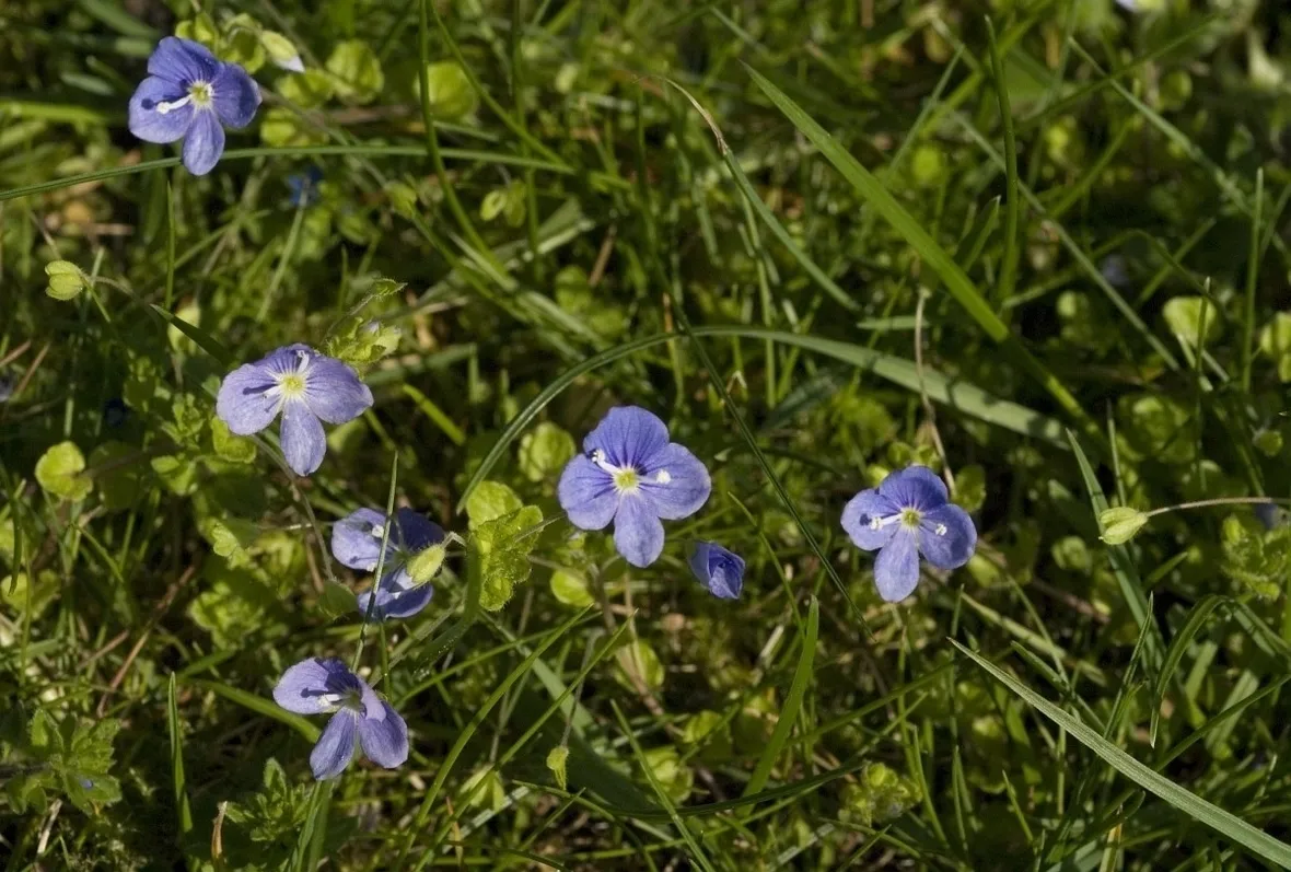Fiori veroniche