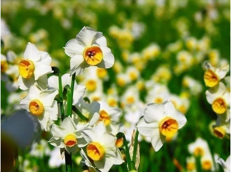 Il fiore di narciso e le sue origini
