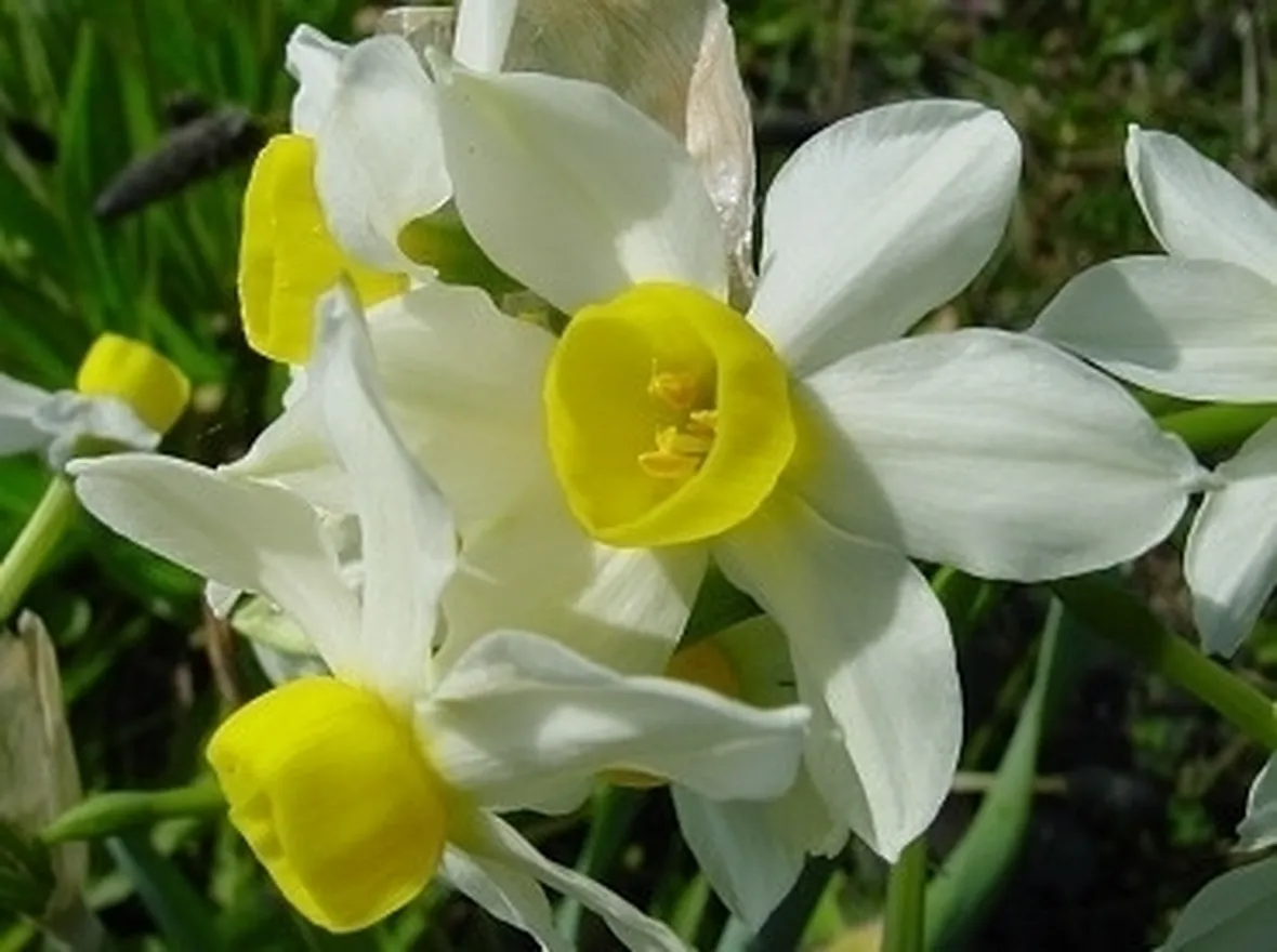 I diversi significati del narciso