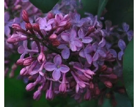 I Lillà in giardino