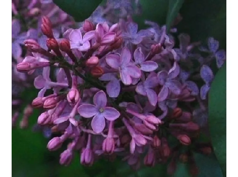 I Lillà in giardino