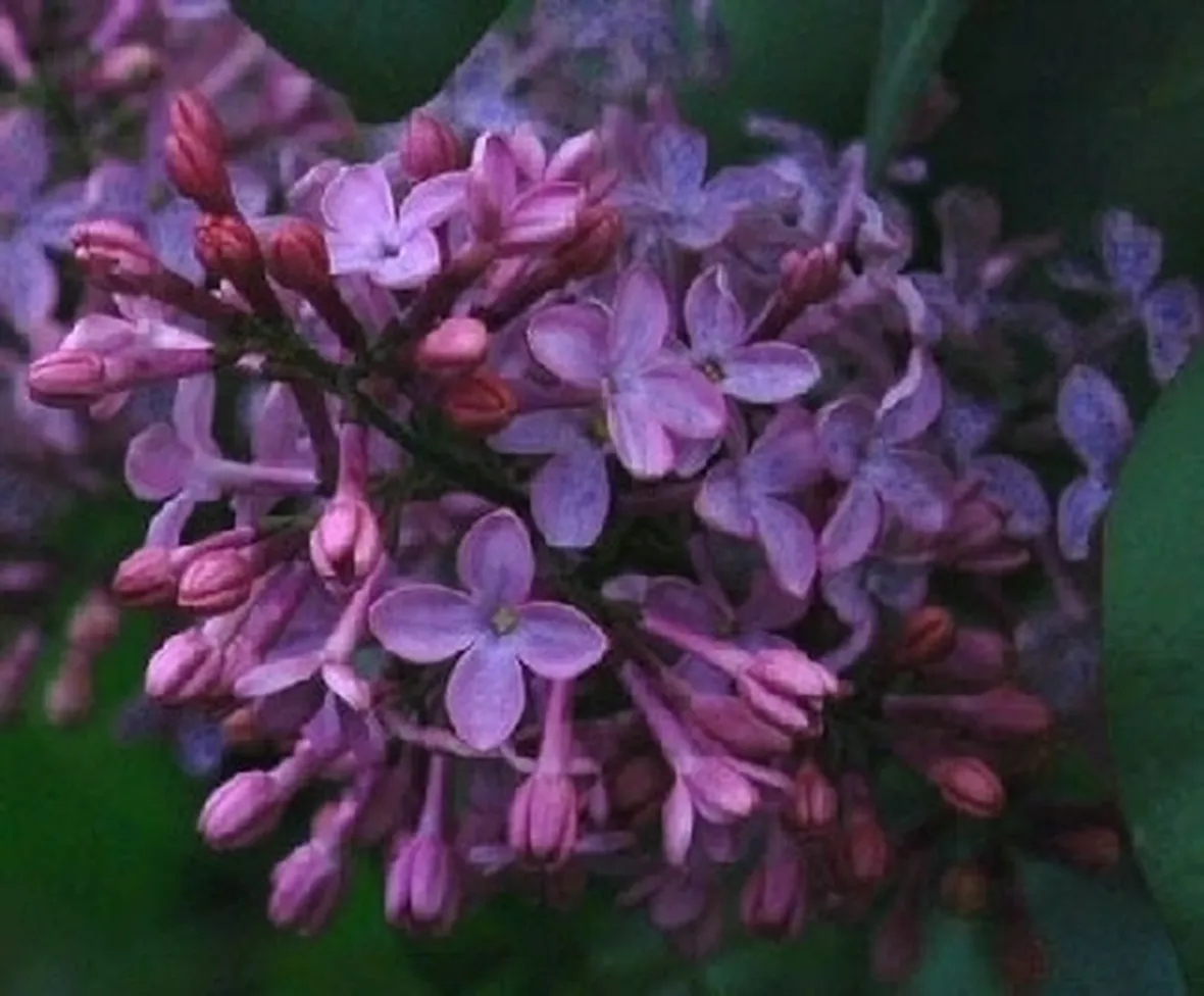 I Lillà in giardino