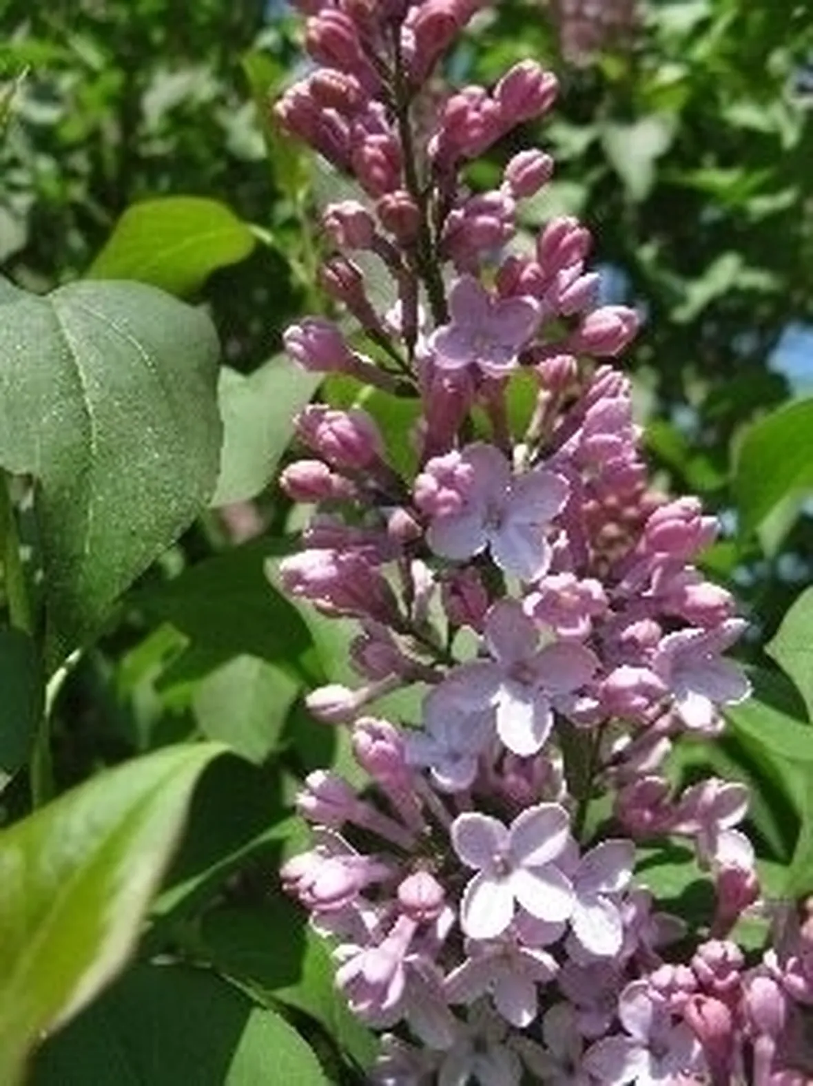 I lillà in vaso